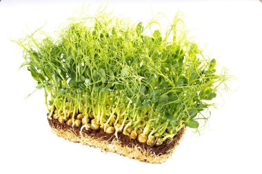 Yeşil bezelye filizleri beyaz arka planda izole edilir. Kapat.