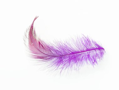 Beyaz arkaplanda kuş tüyü egzotik morumsu renk izole edildi.