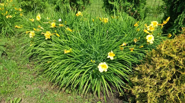 Diseño Jardín Cama Flores Con Floración Amarillo Daylily Verano Cerca —  Fotos de Stock