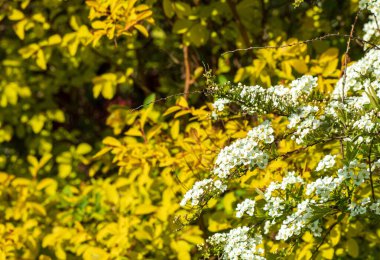 Bahar bahçesi. Spria çalılarının beyaz çiçekleri diğer çalıların yapraklarının arka planına karşı..