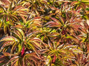 Bahar bahçesi. Çiçek açan yeşil şakayık yapraklarından bir süs..