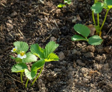 Bahçe çileklerinden bir çalılık ve arka planda bir çiçek var..