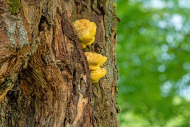 Yaşlı bir ağacın gövdesinde sarı renkli genç ağaç mantarı..