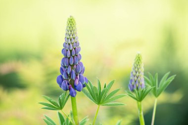Bulanık yeşil arka planda mor lupin çiçeği.