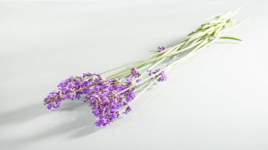 Beyaz arka planda gölgeli bir demet lavanta.