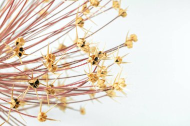 Tohumları yakın planda olan kuru soğan sapları..