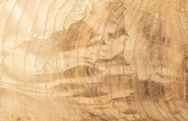 Jasne Drewniane Abstrakcyjne Tło Płyty Dębowej Wyraźnymi Pierścieniami Rocznymi Chaotycznymi — Zdjęcie stockowe
