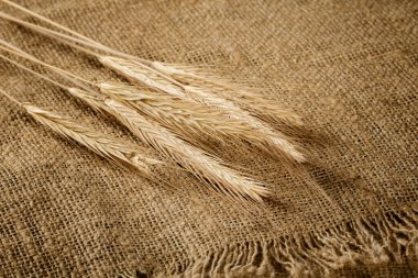 Çuval bezi arka planında bir avuç olgun arpa kulağı..