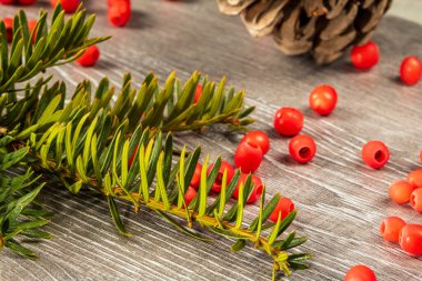 Noel kartı. Kozalaklı ağaç dalları, kozalaklar ve ahşap arka planda kırmızı porsuk üzümleri..