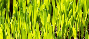 Çiy damlalarıyla kaplı çimenlerin doğal arka planı.