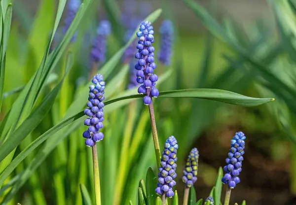 Blue Muscari Flowers Bloom Early Spring Garden 로열티 프리 스톡 사진