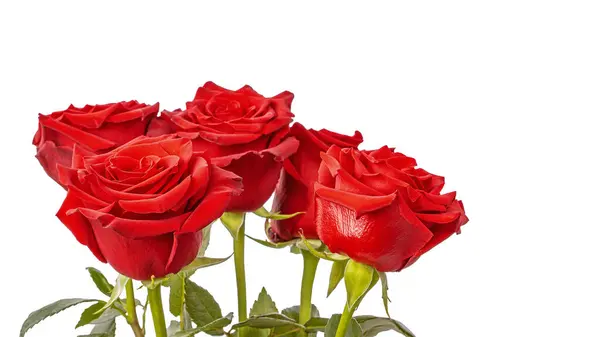 Букет Красных Роз Белом Фоне Шаблон Поздравительной Открытки Стоковое Изображение