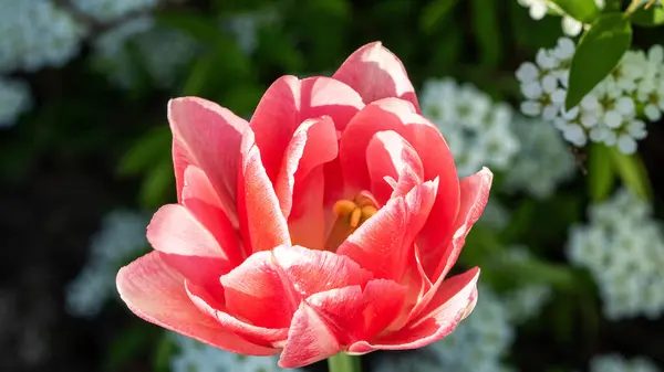 Крупный План Красный Двойной Цветок Тюльпана Фоне Зелени Лицензионные Стоковые Фото