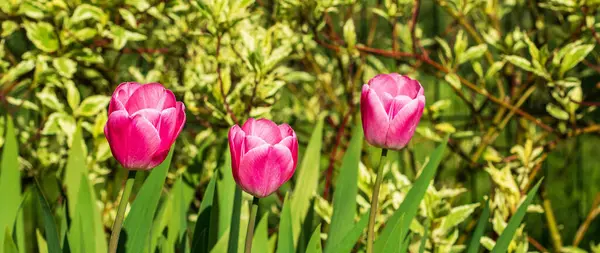 Три Красных Тюльпана Весной Саду Фоне Зеленой Листвы Лицензионные Стоковые Фото