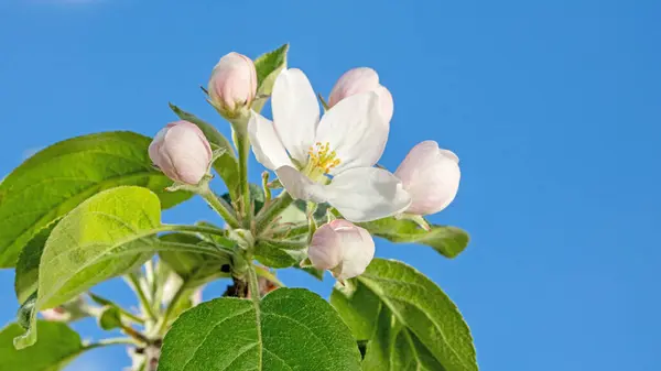 Яблоня Цветы Ветке Против Голубого Весеннего Неба Закрыть Лицензионные Стоковые Изображения