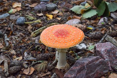 Bir İskandinav ormanında orman zemininde büyüyen, yukarıdan çekilen,