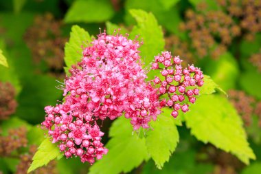 Bu çarpıcı makro fotoğraf Japon spirea infloresans 'ının karmaşık detaylarını yakalar, canlı renklerini ve hassas taç yaprağını vurgular. Doğa meraklıları için mükemmel..