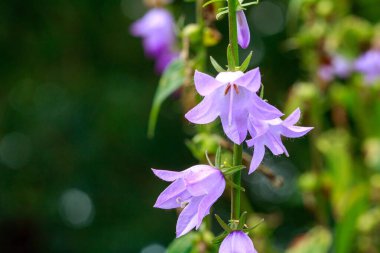 Bu yakın çekim makro fotoğrafçılık canlı bir bahçe ortamında narin BlueBell çiçeklerini sergiliyor. Yaprakların karmaşık detayları ve zengin mavi renkleri çarpıcı bir görsel deneyim yaratıyor..