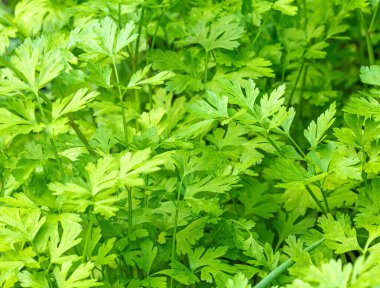 Bu yakın plan görüntü zengin, yeşil ve kalın maydanozları yakalar, yaprakların dokusunu ve tazeliğini gösterir, mutfak projeleri veya bahçe işleri için mükemmel ilham verir..