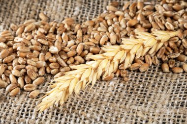 Bu çarpıcı yakın plan altın buğday tanelerinin ve kulakların karmaşık detaylarını yakalar kırsal bir çuval bezi arka planına kurulmuş, doğanın cömertliğini ve tarımsal güzelliğini gözler önüne serer.