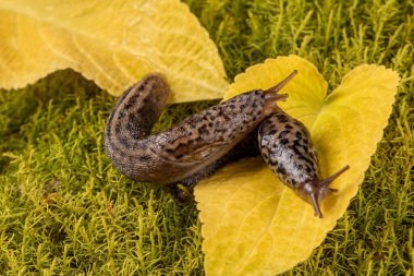 Yeşillik yosunların üzerinde sürünen işgalci bir İspanyol sümüklüböceğinin yakın çekimi. Bu resim, sümüklüböceğin bahçedeki biyolojik çeşitliliğe olan potansiyel tehdidini canlı ve detaylı bir şekilde vurgular..
