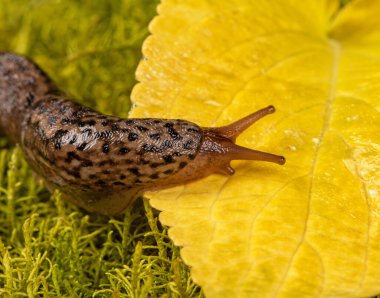 Ispanyol sümüklüböceğinin yakın plan görüntüsü, canlı yeşil yosun yüzeyinde dinlenen istilacı bir bahçe haşeresi. Işıldayan vücudu yemyeşil ile çelişiyor, ekosistemdeki varlığını vurguluyor..