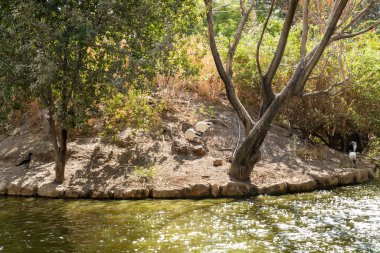 Gan Guru kanguru parkındaki gölet İsrail 'in kuzeyindeki Kibutz Nir David' de.