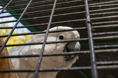 Büyük beyaz horoz kakadusu -Cacatua alba - Plyctolophus alba - İsrail 'in kuzeyindeki Kibutz Nir David' deki Gan Guru kanguru parkındaki parmaklıklardan bakıyor.