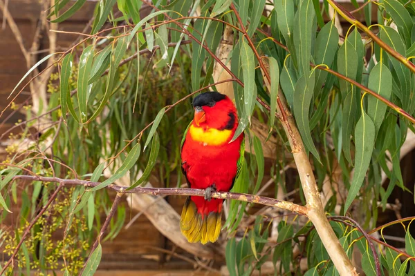 A male red parrot - Eclectus roratus - sits on a branch in an aviary for parrots in Gan Guru kangaroo park in Kibutz Nir David in the north of Israel