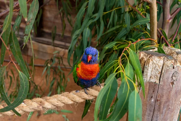 Parrot Lori Loriinae Assis Sur Une Branche Dans Une Volière — Photo