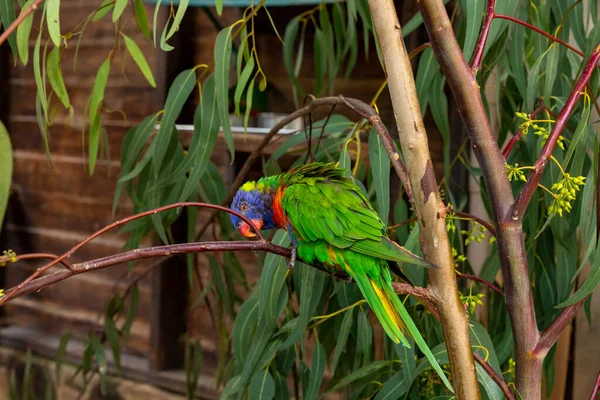 Papoušek Lori Loriinae Sedí Větvi Voliéře Pro Papoušky Parku Gan — Stock fotografie