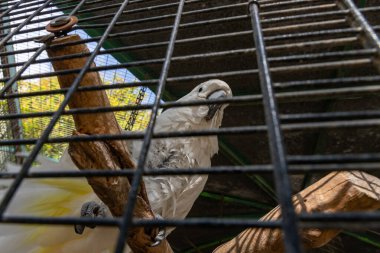 Büyük beyaz horoz kakadusu -Cacatua alba - Plyctolophus alba - İsrail 'in kuzeyindeki Kibutz Nir David' deki Gan Guru kanguru parkındaki parmaklıklardan bakıyor.