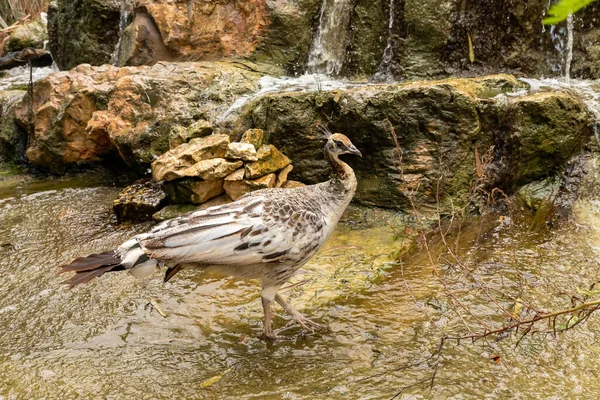 以色列北部基尔大卫市Gan Guru袋鼠公园的一个人工池塘上 一只雌性孔雀正在散步 — 图库照片