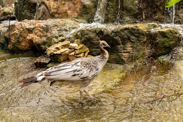 Una Mujer Pavo Real Camina Sobre Estanque Artificial Parque Canguros — Foto de Stock