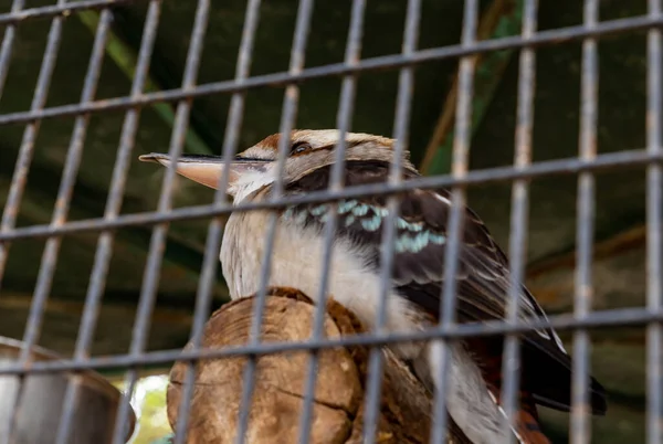 Big big-nosed bird sits in a cage in Gan Guru kangaroo park in Kibutz Nir David in the north of Israel