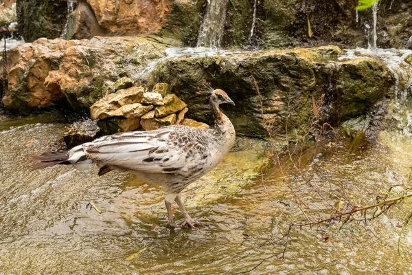 以色列北部基尔大卫市Gan Guru袋鼠公园的一个人工池塘上 一只雌性孔雀正在散步 — 图库照片