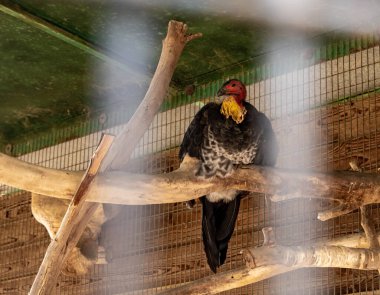 İsrail 'in kuzeyindeki Kibutz Nir David' deki Gan Guru kanguru parkında büyük bir yırtıcı kuş kafeste oturuyor.