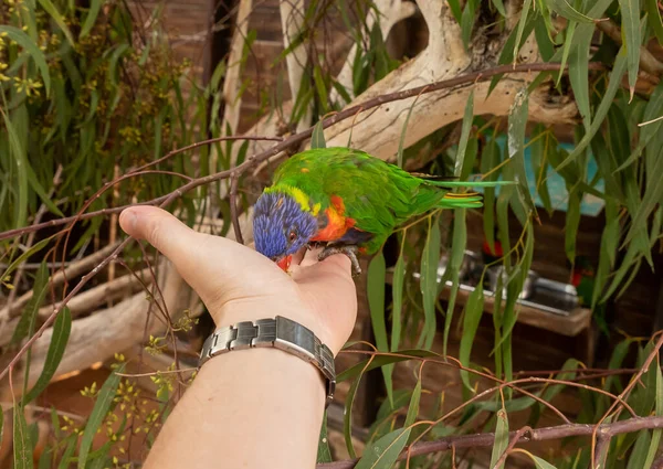 Papagaio Lori Loriinae Senta Ramo Come Comida Mão Visitantes Aviário — Fotografia de Stock
