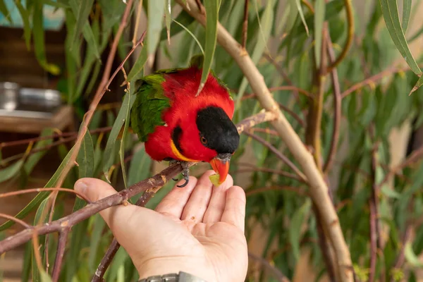 Parrot Lori Loriinae Assis Sur Une Branche Mange Nourriture Des — Photo
