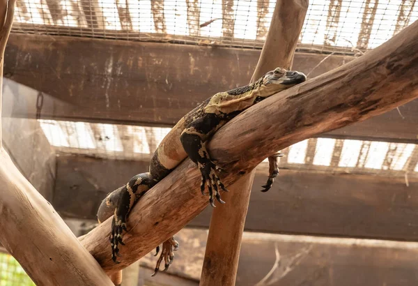 Большая Ящерица Отдыхает Ветке Птичнике Парке Кенгуру Ган Гуру Кибуце — стоковое фото