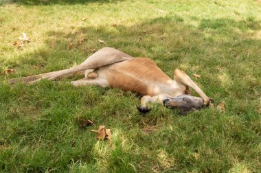 Kangurular gün boyunca İsrail 'in kuzeyindeki Kibutz Nir David' deki Gan Guru kanguru parkında dinlenirler.