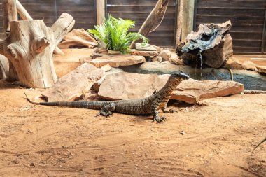 İsrail 'in kuzeyindeki Kibutz Nir David' deki Gan Guru kanguru parkında büyük bir kertenkele gözlemcisi.