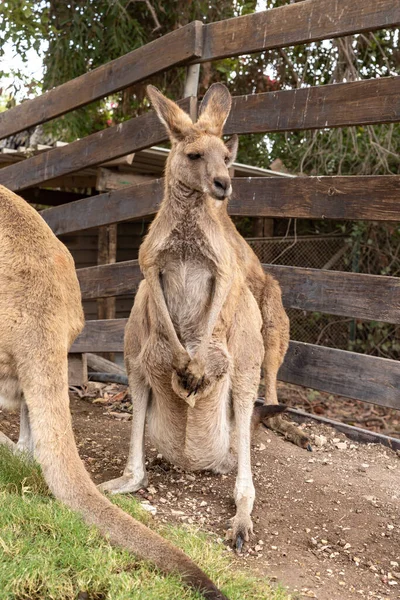 Kangaroos Står Nära Ett Trästaket Gan Guru Kängurupark Kibutz Nir — Stockfoto