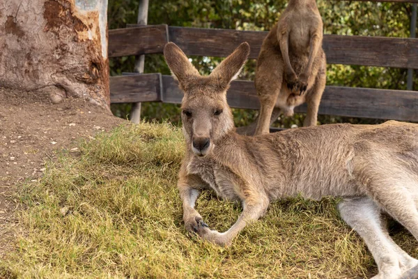 Kangaroos อนบนหญ าในช วงกลางว นในสวนก ในค บราตซ เนอร เดว ดในภาคเหน — ภาพถ่ายสต็อก