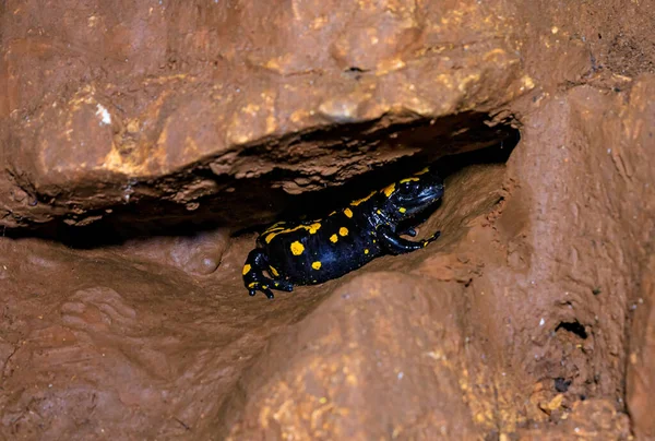 Een Zwart Gele Salamander Verschuilt Zich Tussen Rotsen Salamander Grot — Stockfoto