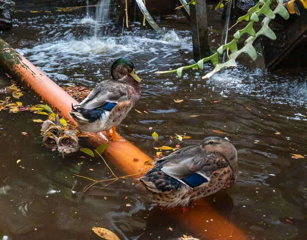 Patos Domésticos Sentam Uma Lagoa Quintal Inferior Coleção Jardins Almona — Fotografia de Stock