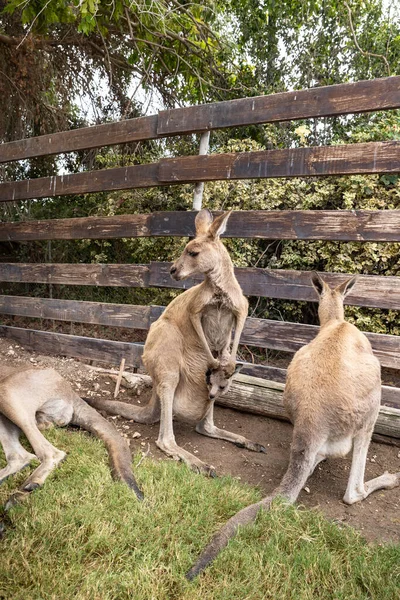 Kangurular Srail Kuzeyindeki Kibutz Nir David Deki Gan Guru Kanguru — Stok fotoğraf