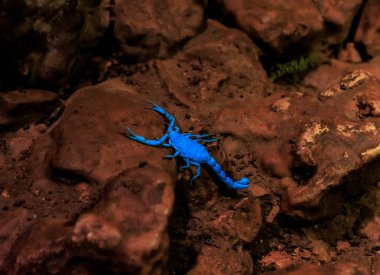 Ultraviyole lamba ışığında siyah bir akrep İsrail 'in kuzeyindeki Salamander Mağarası' nda kayaların üzerinde sürünüyor.