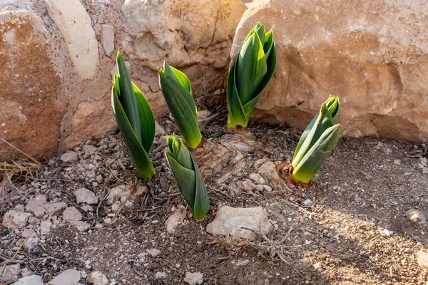 stock image New plants break through the ground after the first rain in Tel Yodfat National park, in northern Israel
