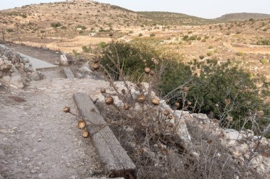 İsrail 'in kuzeyindeki Tel Yodfat Ulusal Parkı' ndaki tepede büyük kuru otlar yetişiyor.